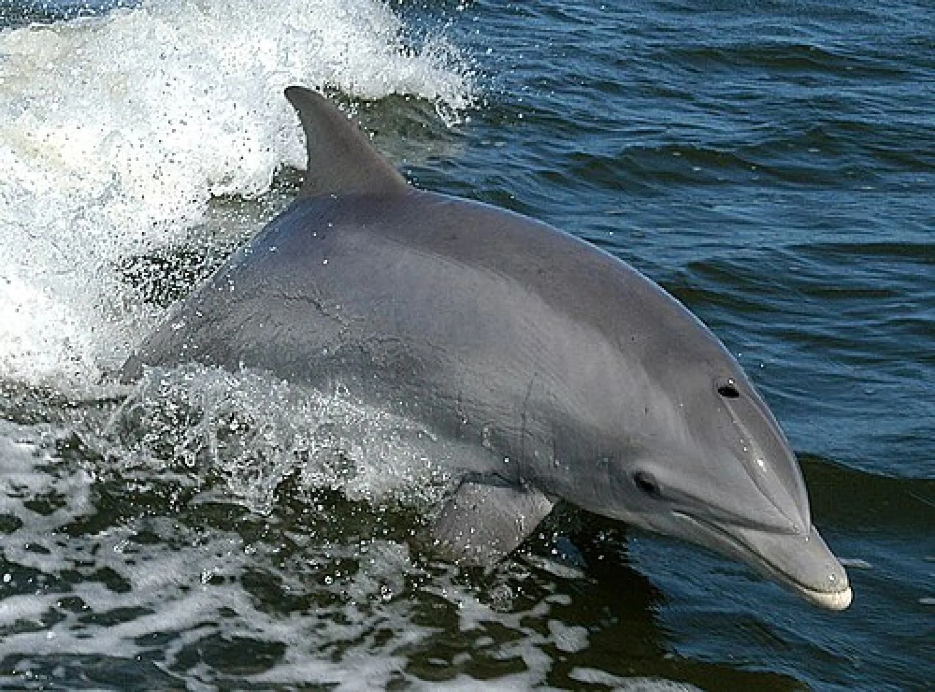 Dolphin at Ningaloo Reef
