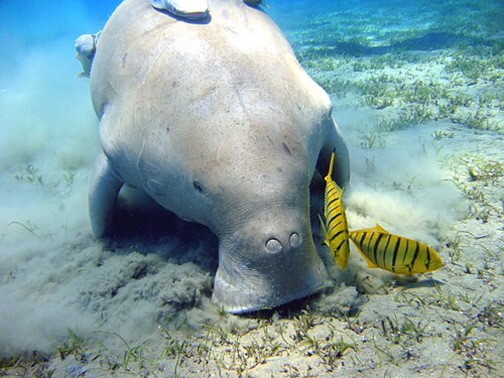 Dugong at Ningaloo Reef