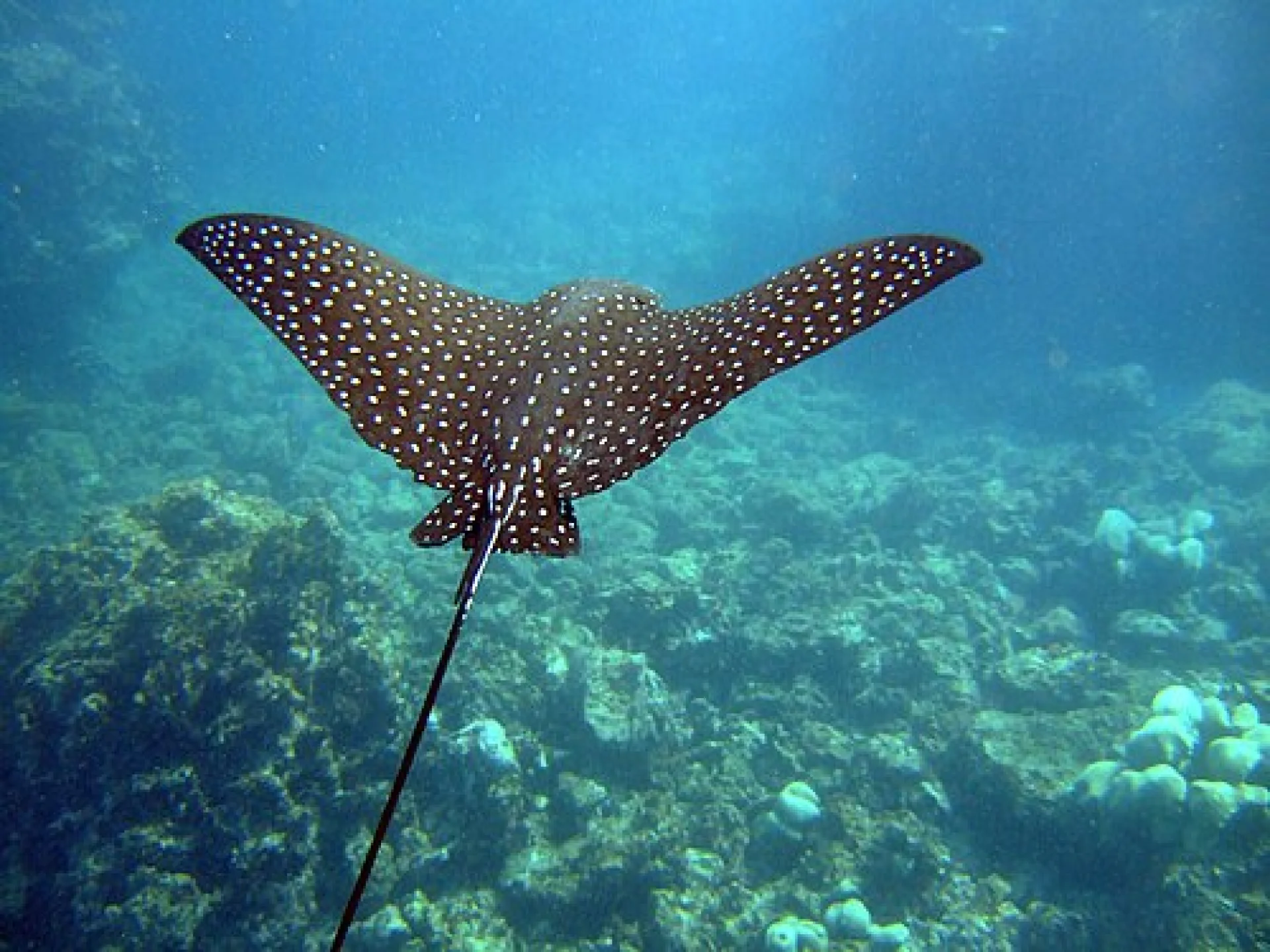 Eagle Ray at Ningaloo Reef