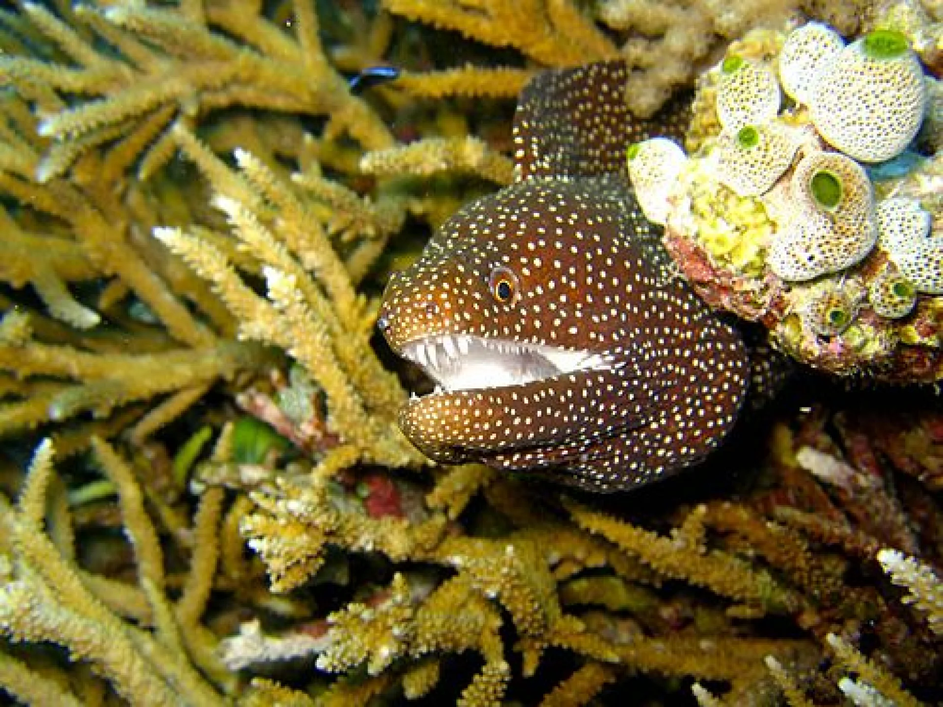 Moray at Ningaloo Reef