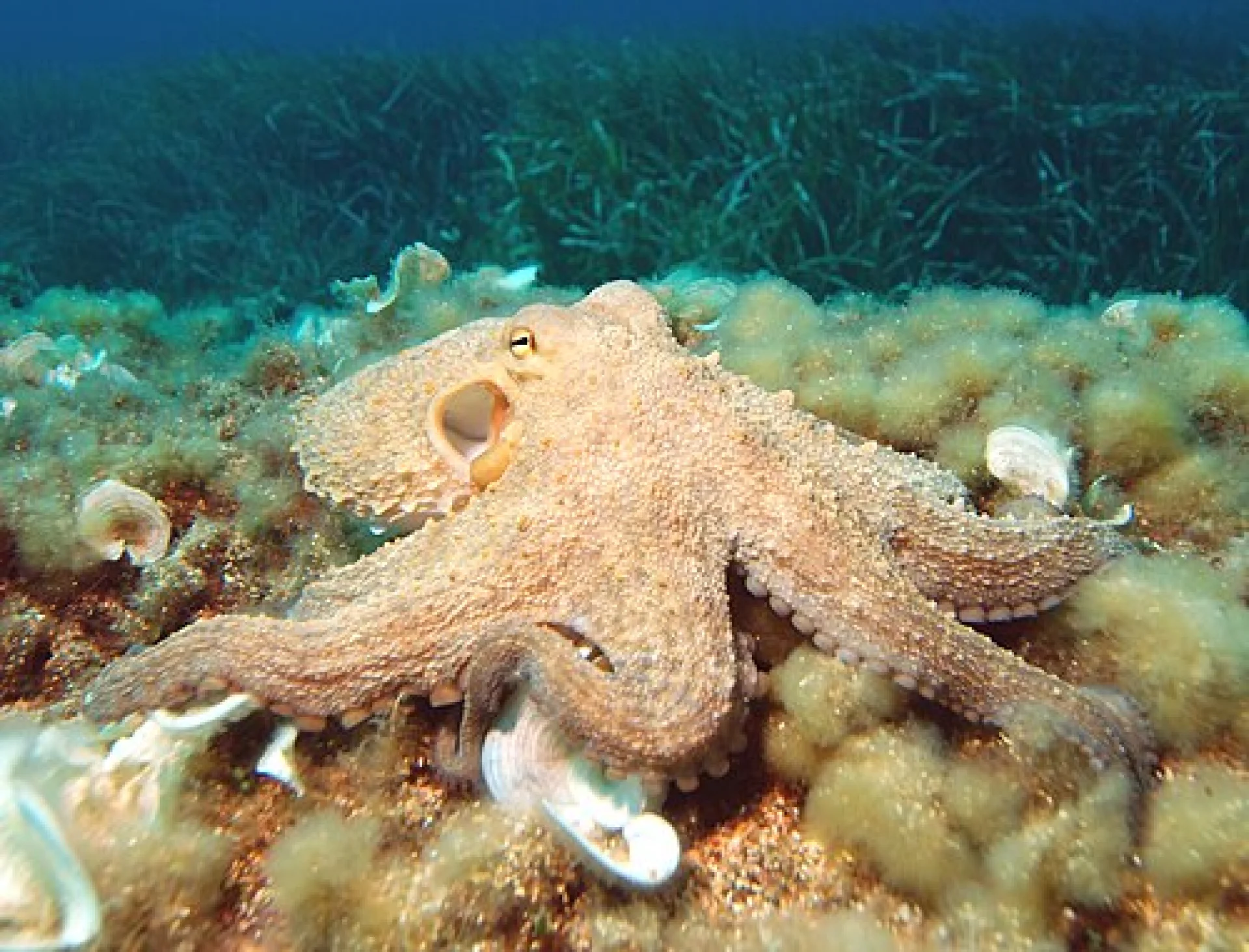 Octopus at Ningaloo Reef