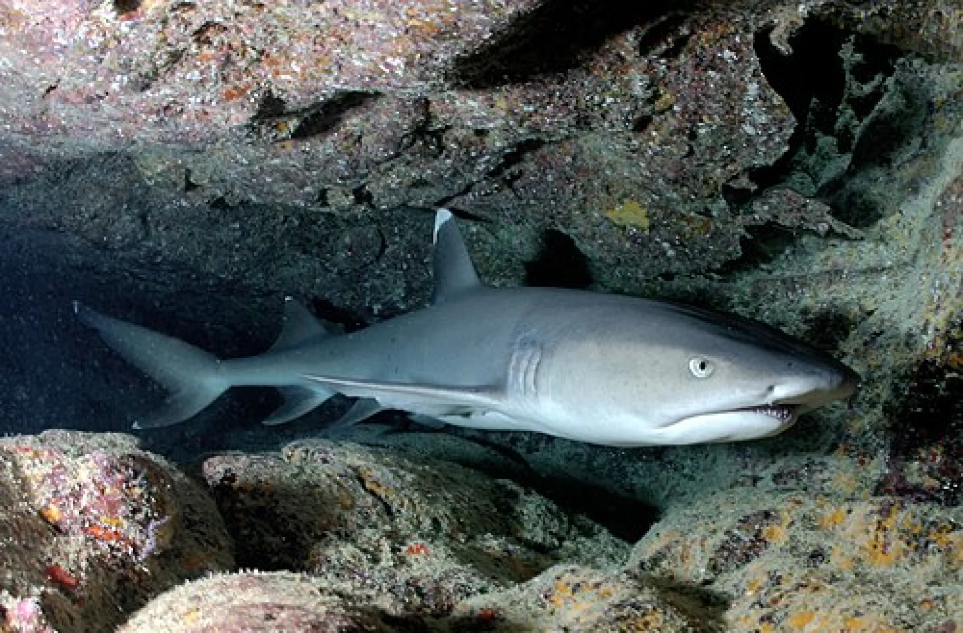 Reef Shark at Ningaloo Reef
