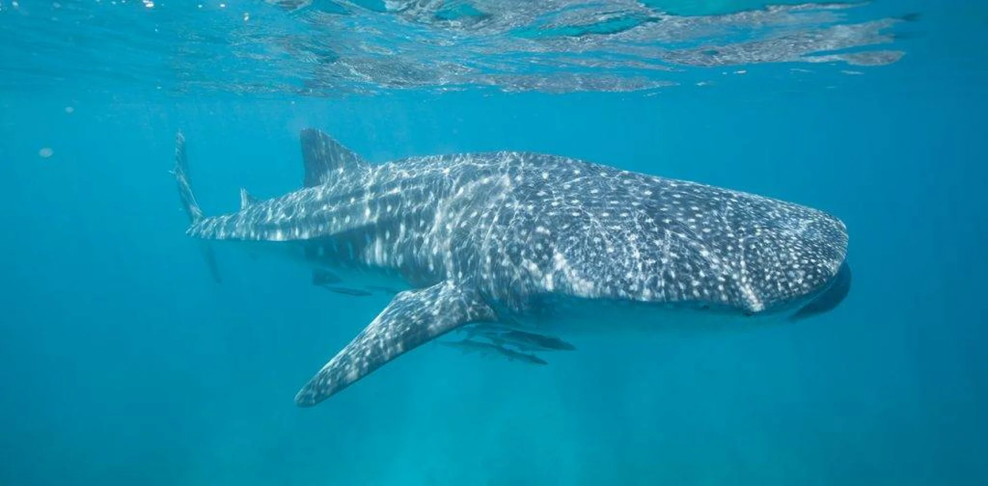 Whaleshark at Ningaloo Reef