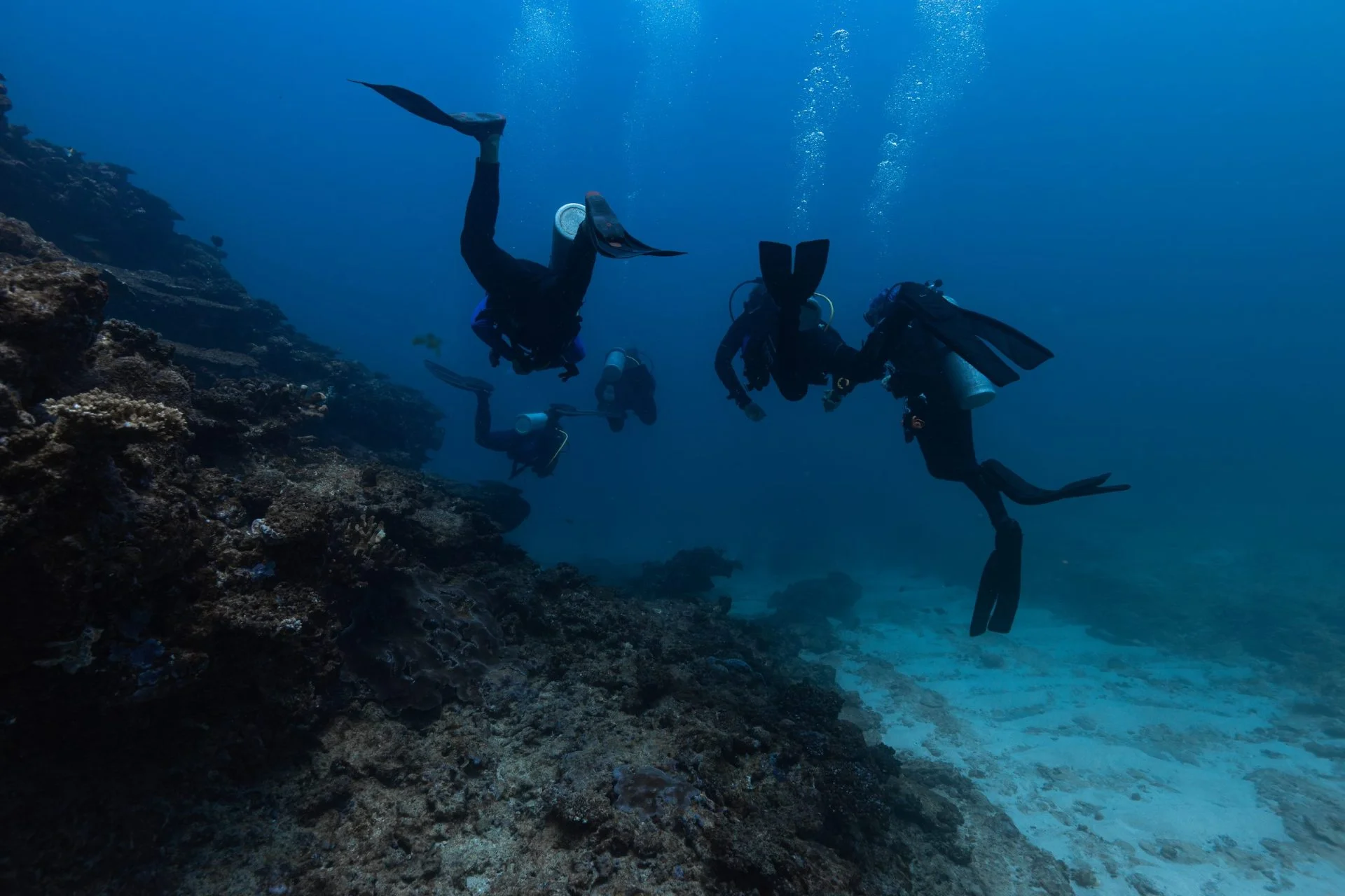 Group of divers exploring a reef wall