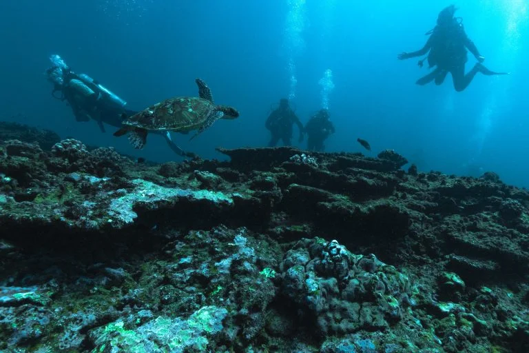 Scuba divers swimming alongside a sea turtle over Ningaloo Reef