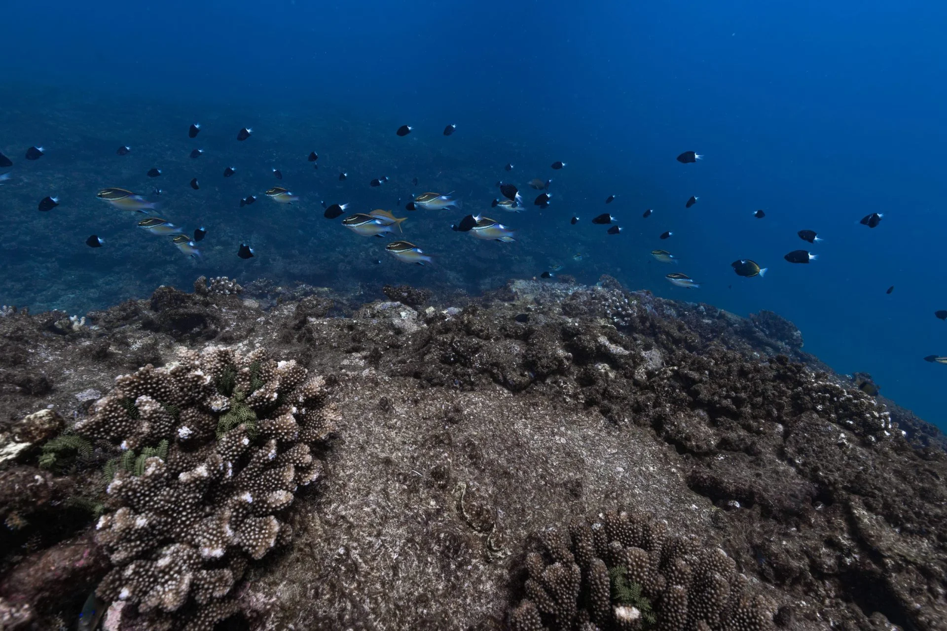 School of fish swimming above hard coral on Ningaloo Reef