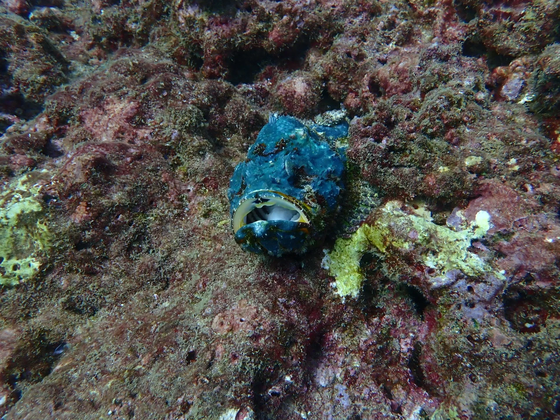 Frogfish sitting on colourful reef