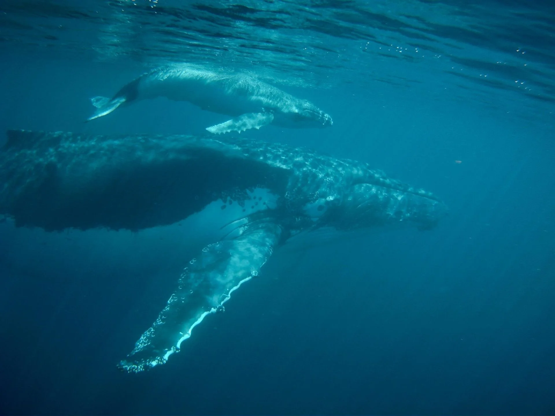Humpback whale mother and calf swimming together underwater