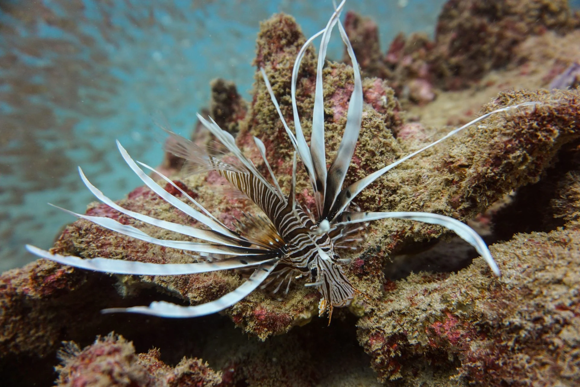 Lionfish with its fins fanned out, resting on the reef
