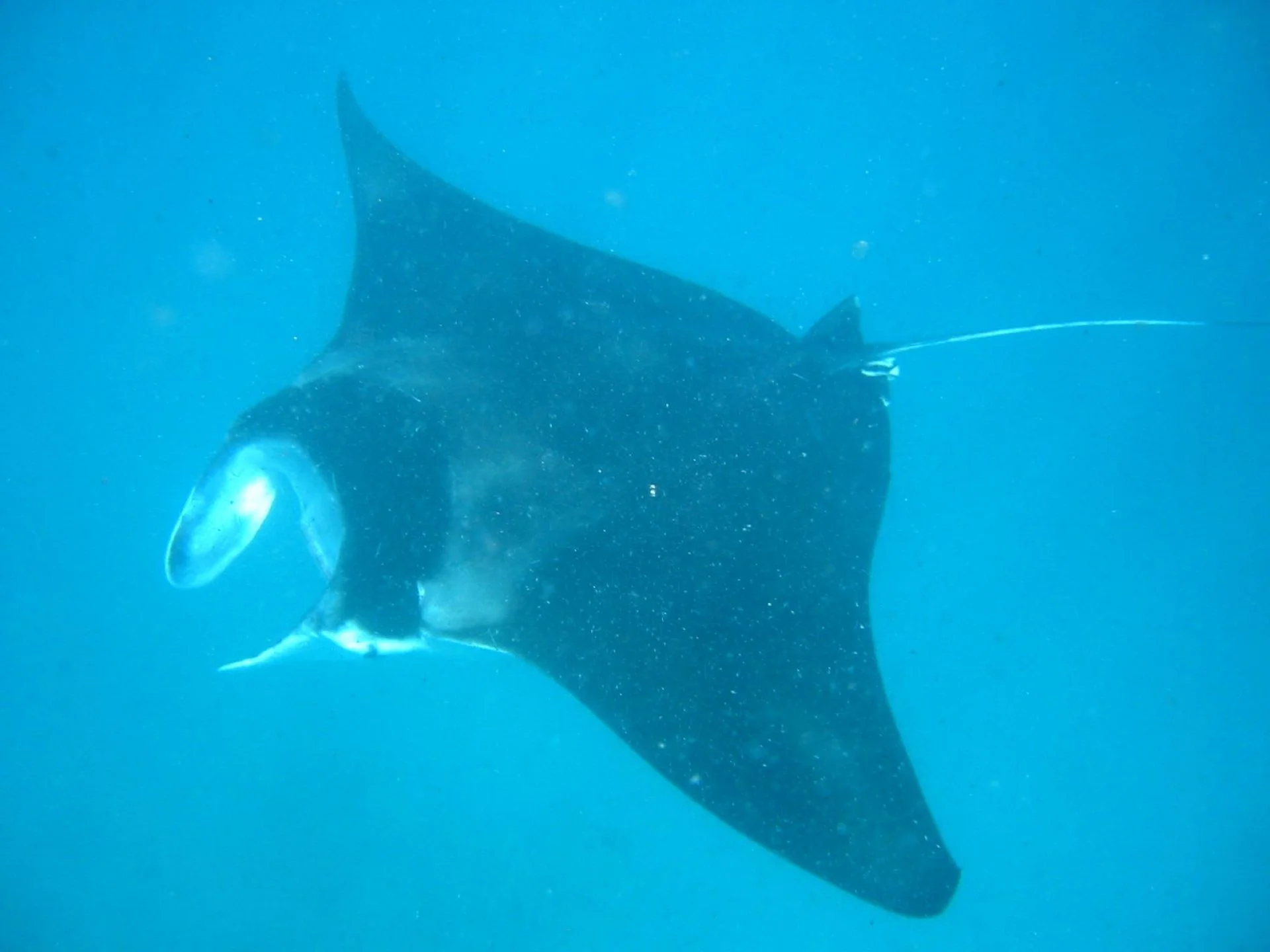Reef manta ray gliding through blue water at Ningaloo Reef