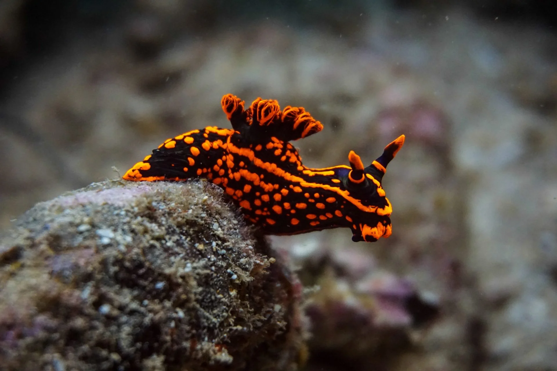 Orange and black nudibranch on a rock at Ningaloo Reef