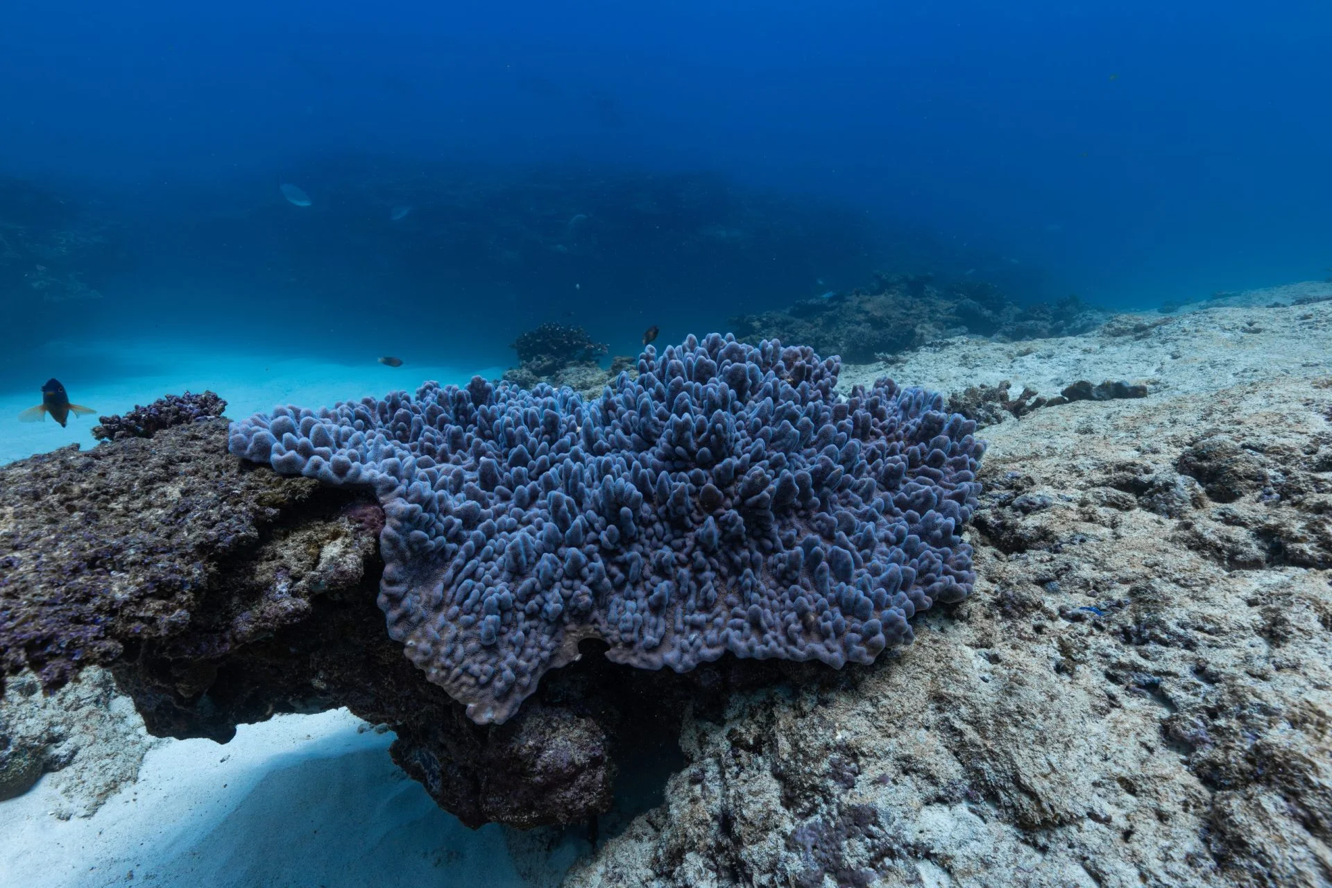 Purple coral colony on a reef edge beside white sand