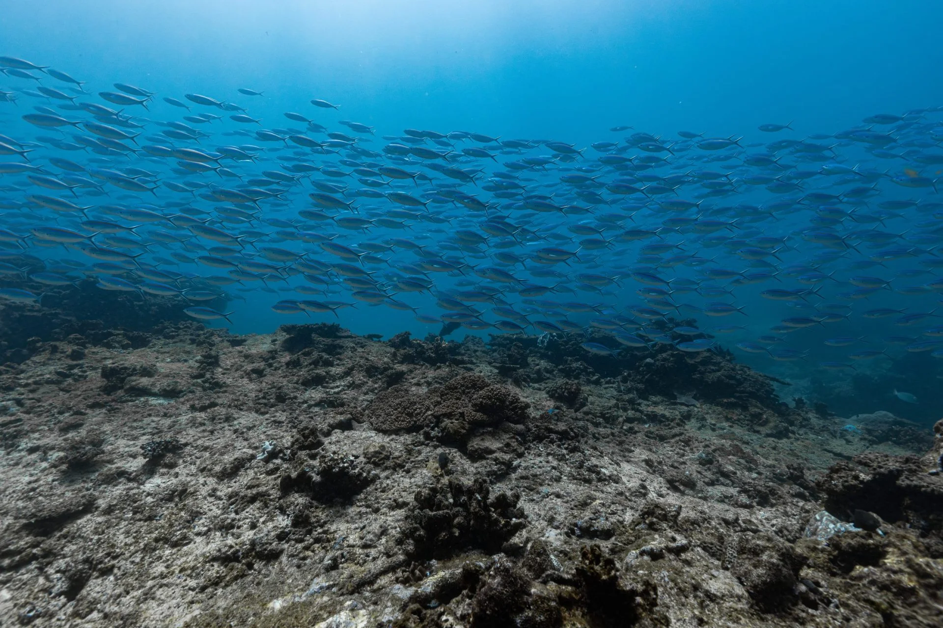Large school of fish swimming over Ningaloo Reef