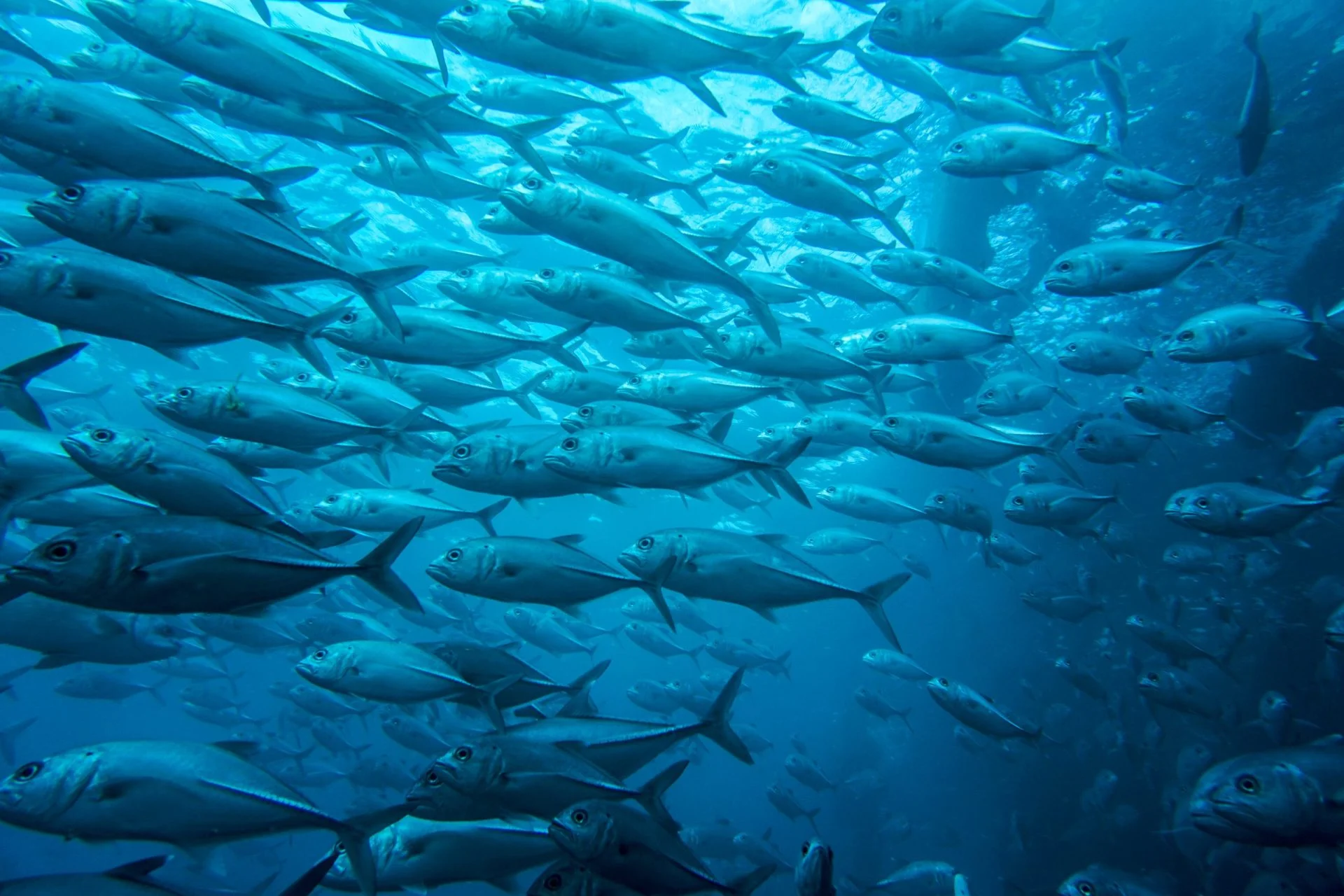Dense school of silver trevally in blue water