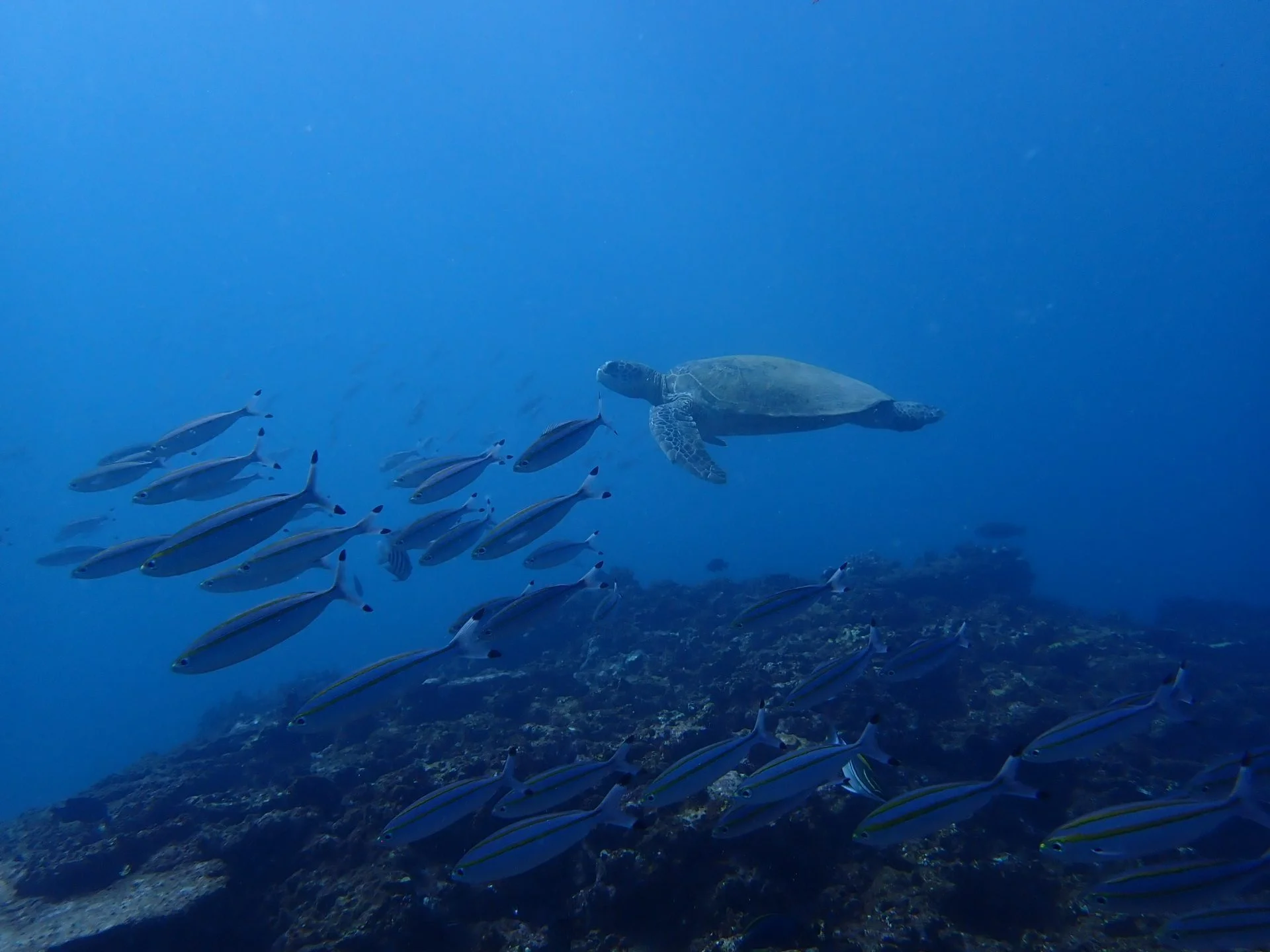 Sea turtle swimming above a school of fish on the reef