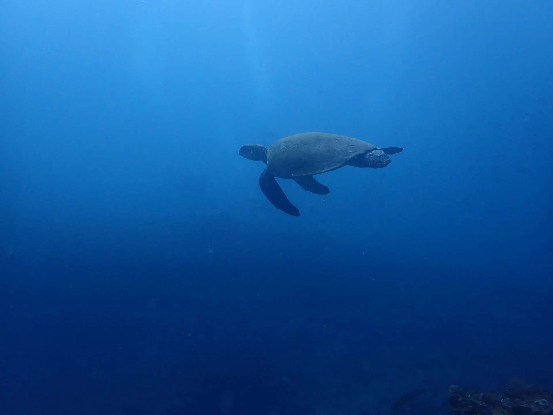 Sea turtle swimming in open blue water