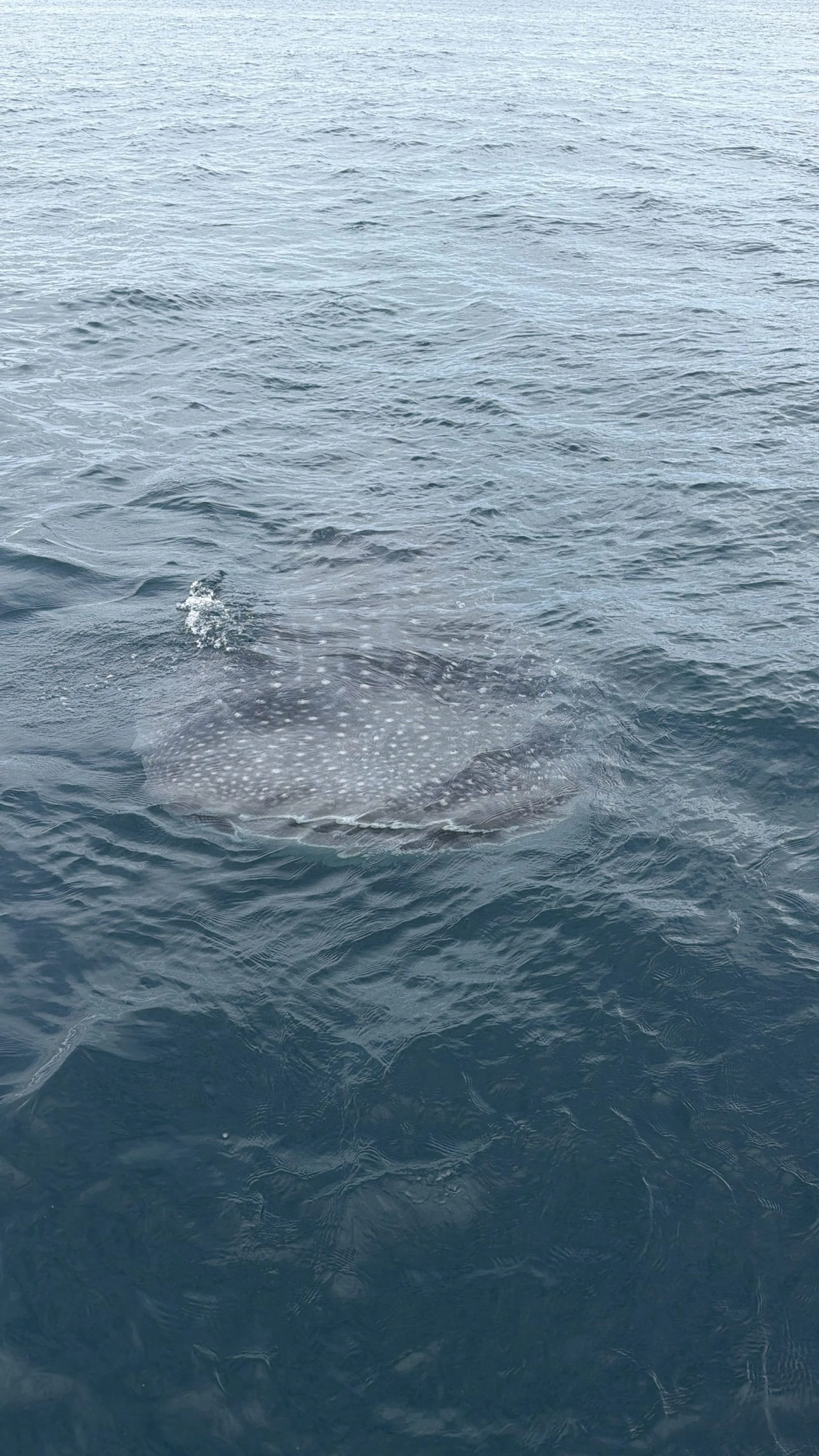 Whale shark swimming just below the surface, seen from the boat